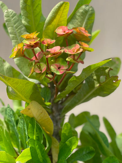 Crown of Thorns Plant (Euphorbia Milii), photo 3