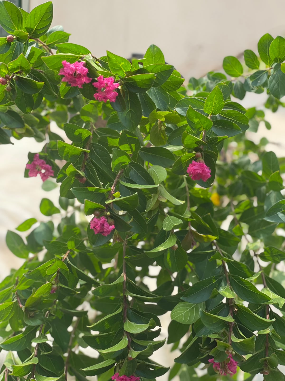 Lajistonia Tree (Pink Crape Myrtle), photo 2