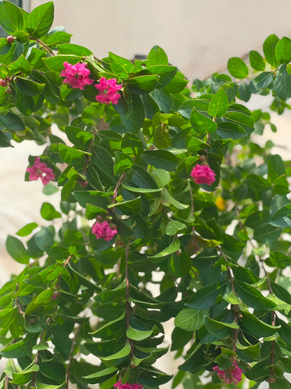 Lajistonia Tree (Pink Crape Myrtle), photo 2