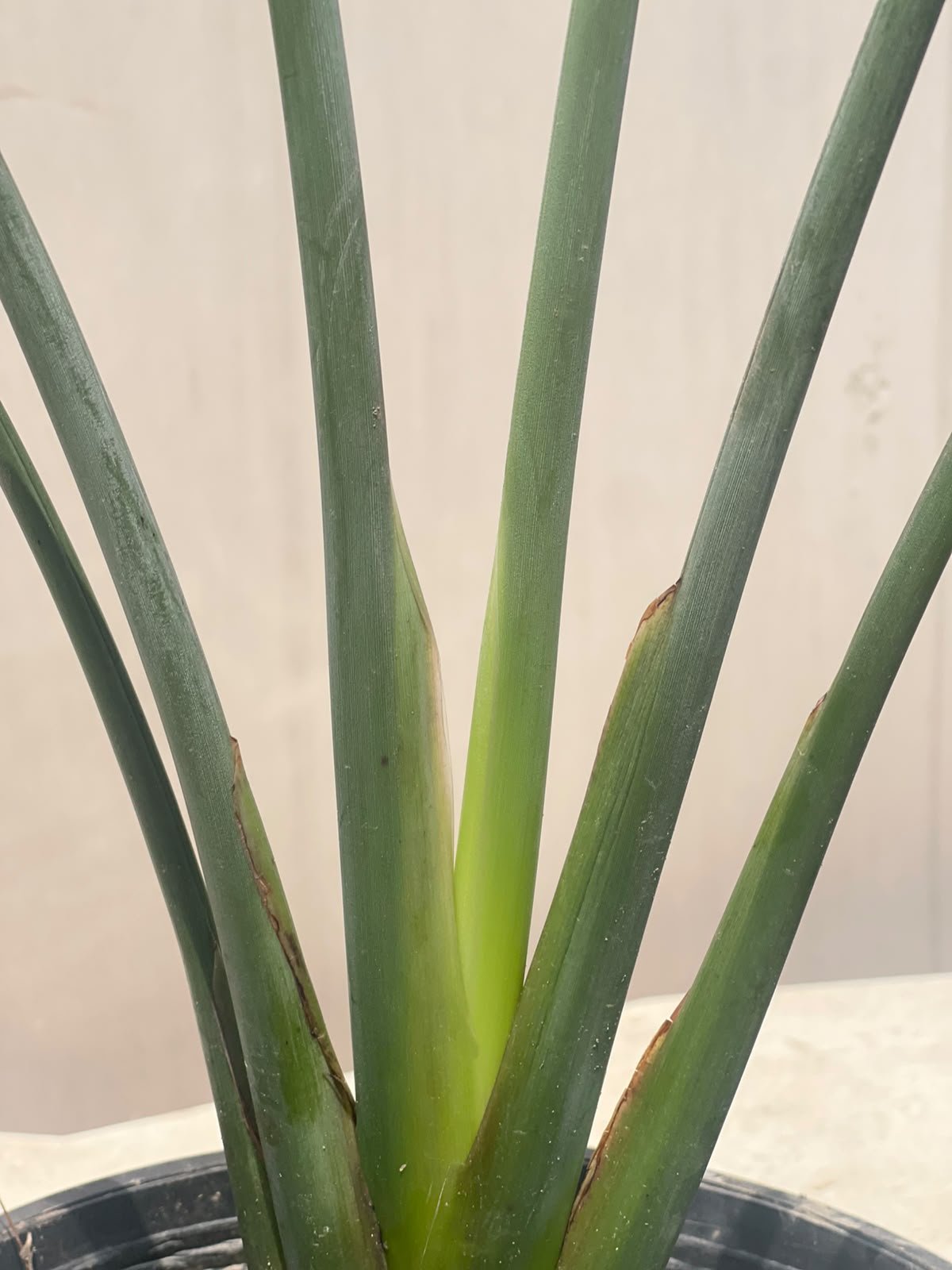 Bird of Paradise Plant (Strelitzia), photo 3