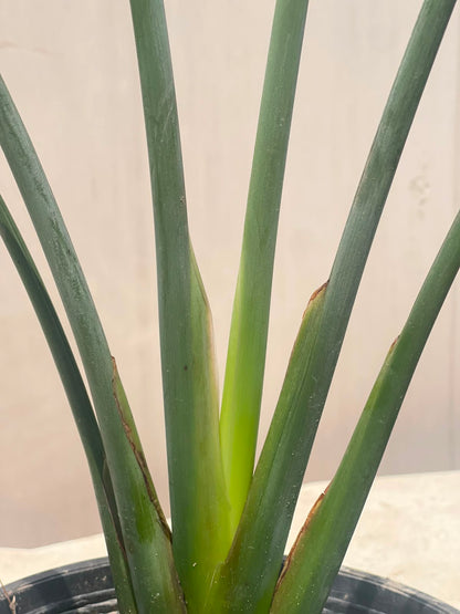 Bird of Paradise Plant (Strelitzia), photo 3