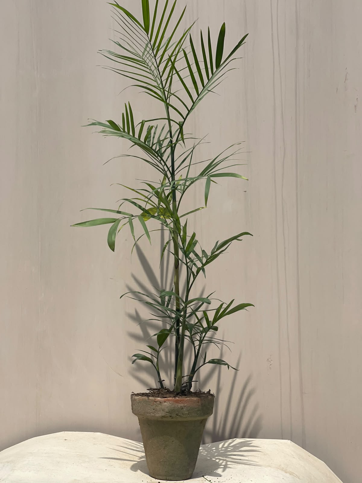 Deal 11 - Cane Palm Plant