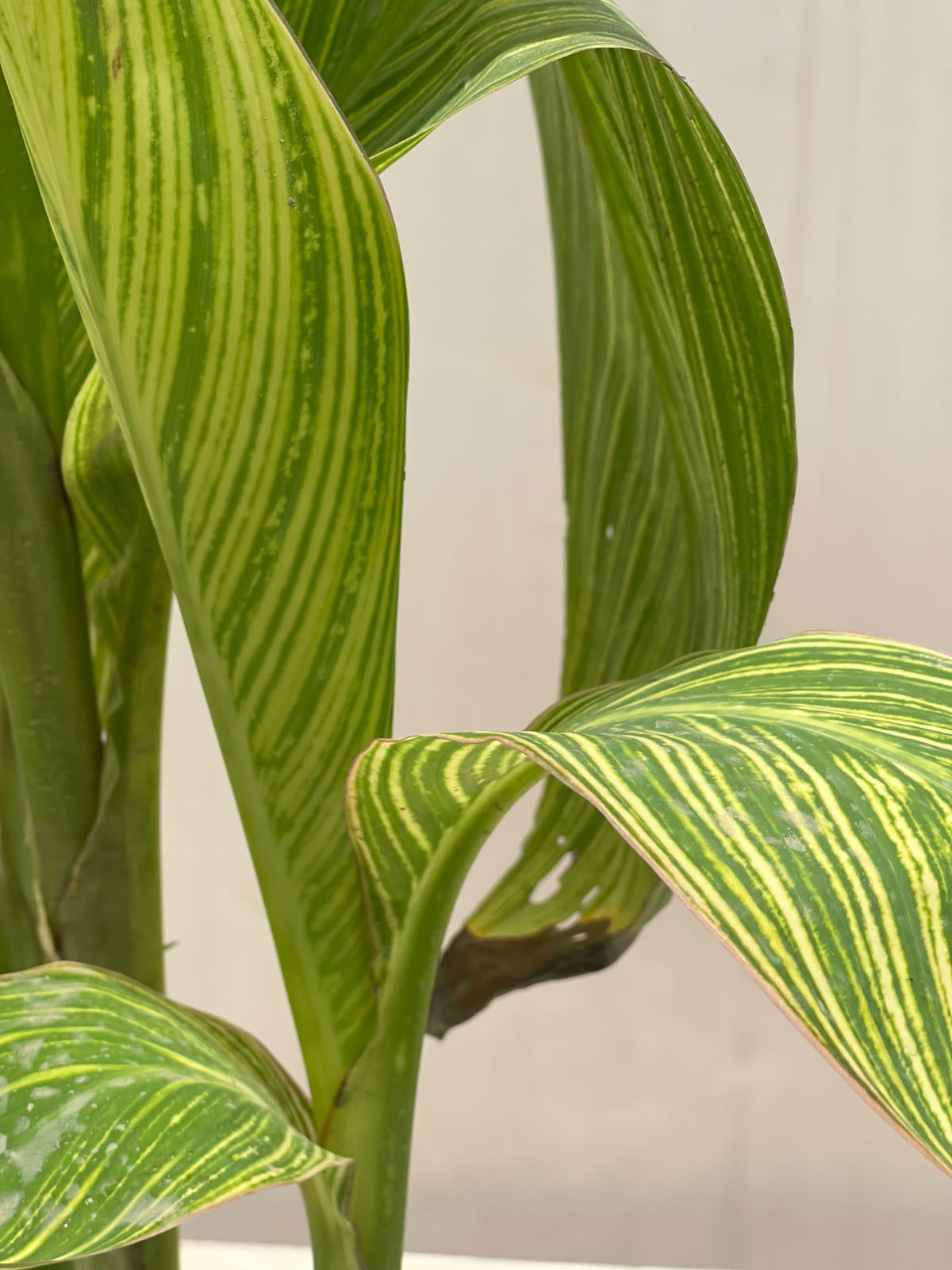 Canna Flower Plant (Bronze Canna Lily), photo 4