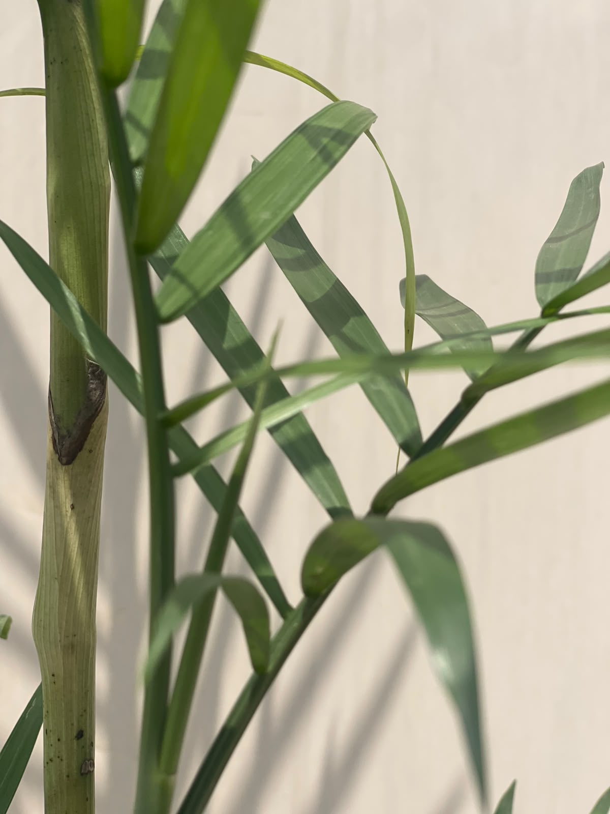 Cane Palm Plant (Chamaedorea Elegans), photo 2