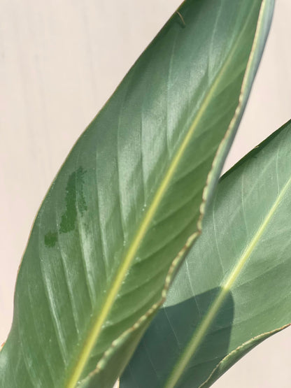 Bird of Paradise Plant (Strelitzia), photo 2