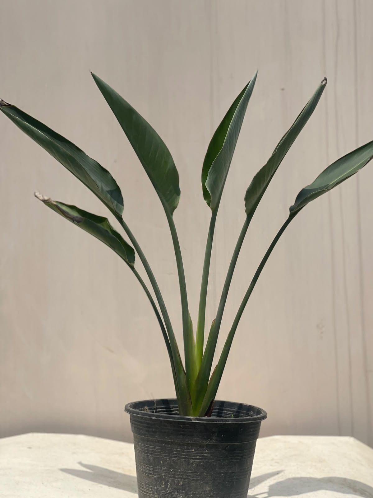 Bird of Paradise Plant (Strelitzia)