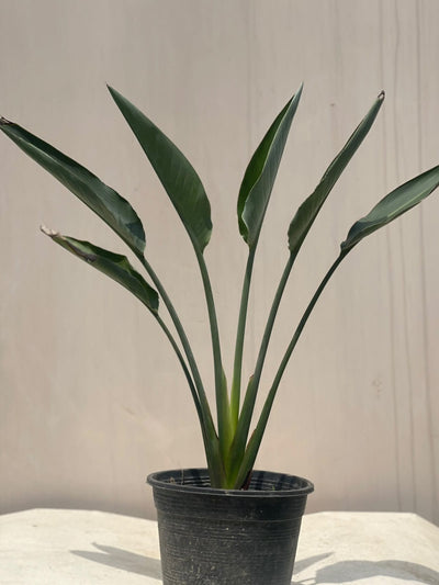 Bird of Paradise Plant (Strelitzia)