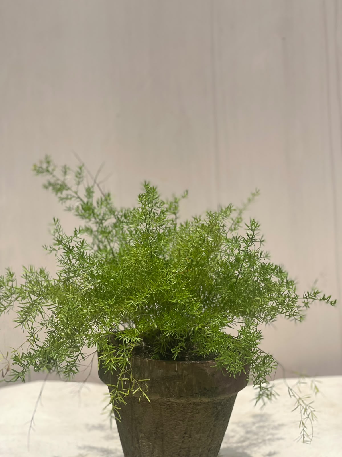 Deal 10 - Aspera Grass Plant