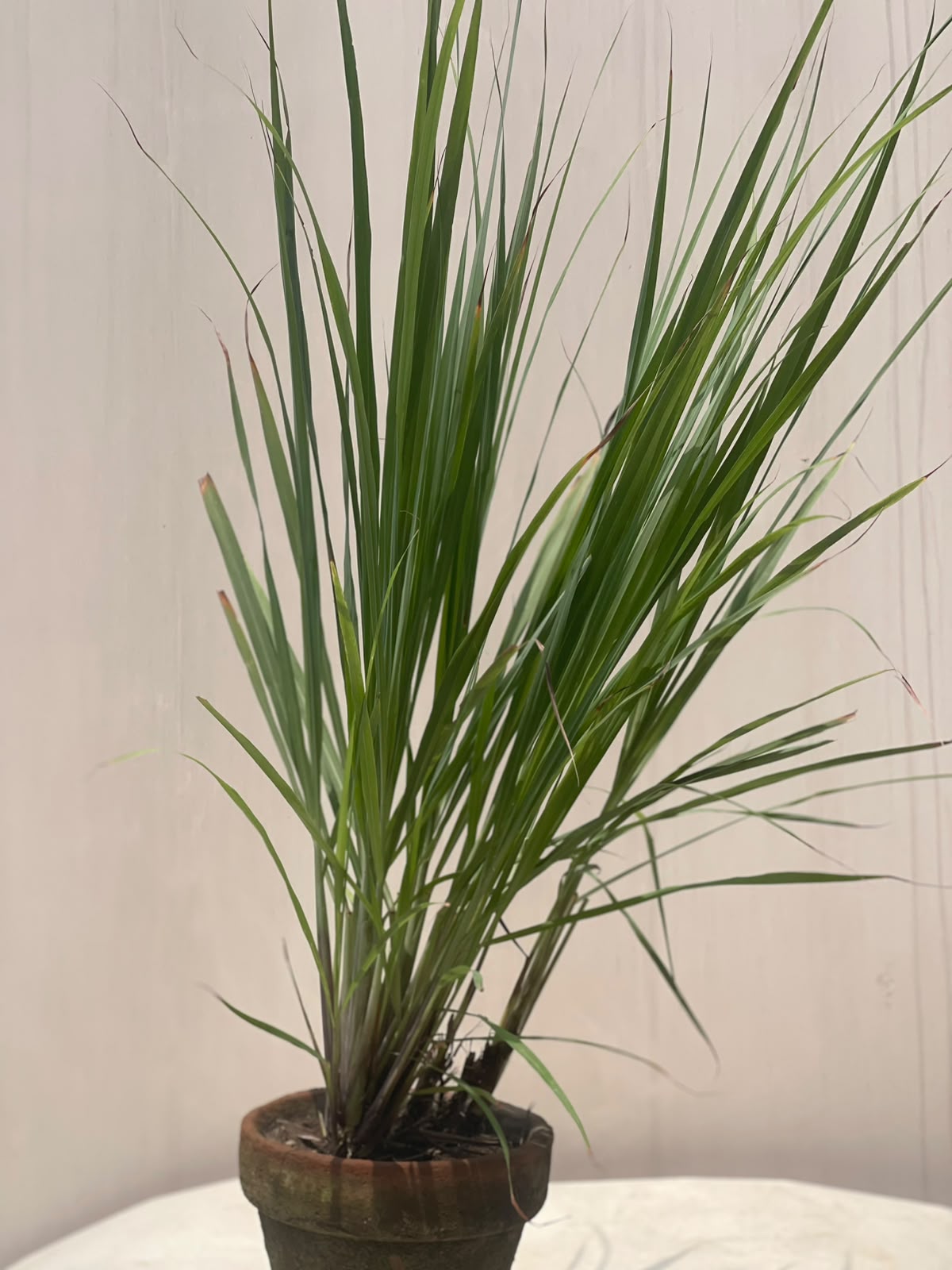 Lemon Grass Plant (Sabz Kehwa Herb)