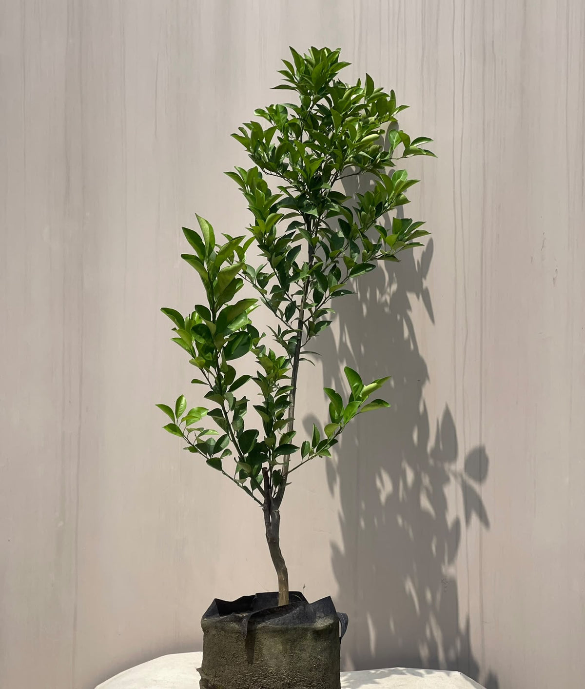 Orange Fruit Plant (Grafted Citrus Tree)
