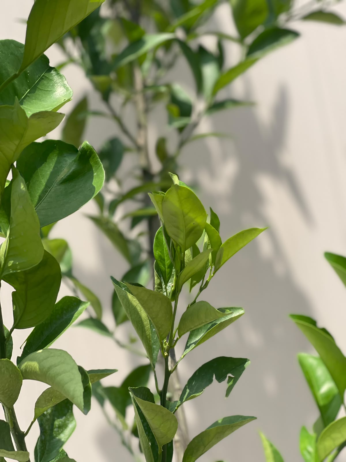 Orange Fruit Plant (Grafted Citrus Tree), photo 2