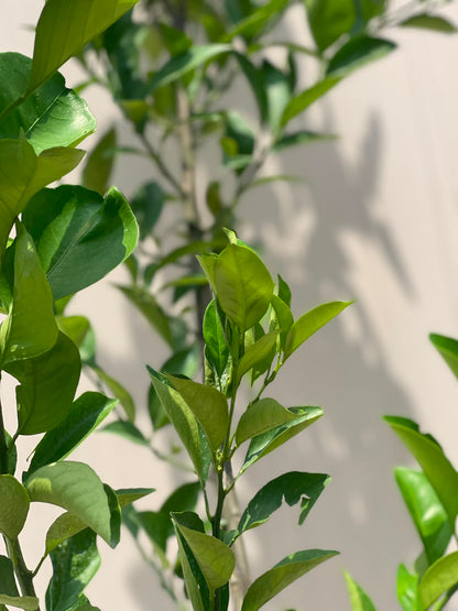 Orange Fruit Plant (Grafted Citrus Tree), photo 2