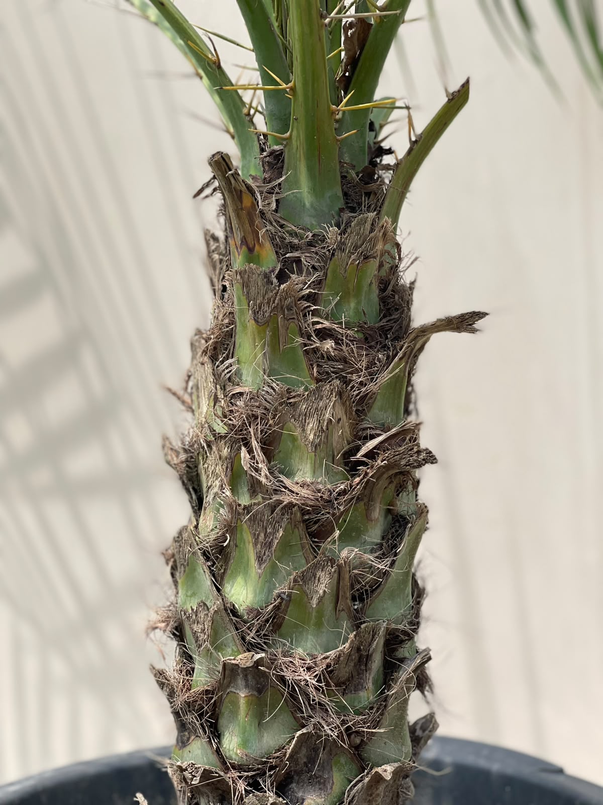 Fonex Palm Tree (Pygmy Date Palm), photo 3