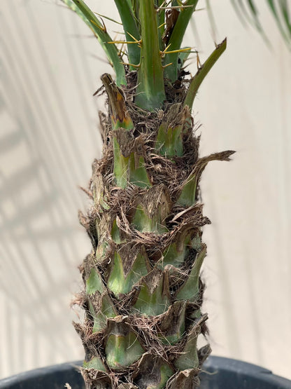 Fonex Palm Tree (Pygmy Date Palm), photo 3