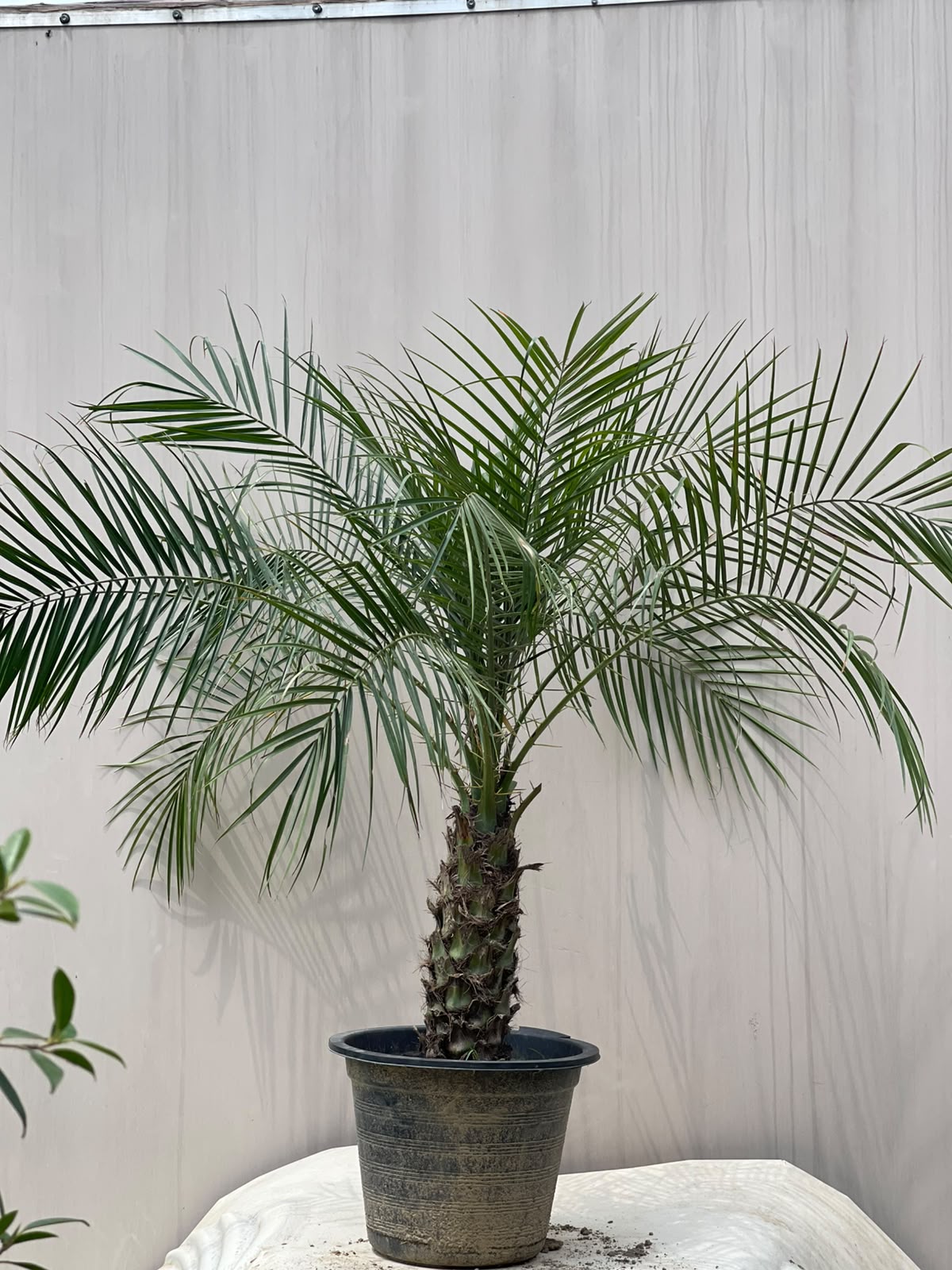 Fonex Palm Tree (Pygmy Date Palm), photo 4