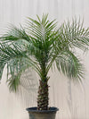 Fonex Palm Tree (Pygmy Date Palm)