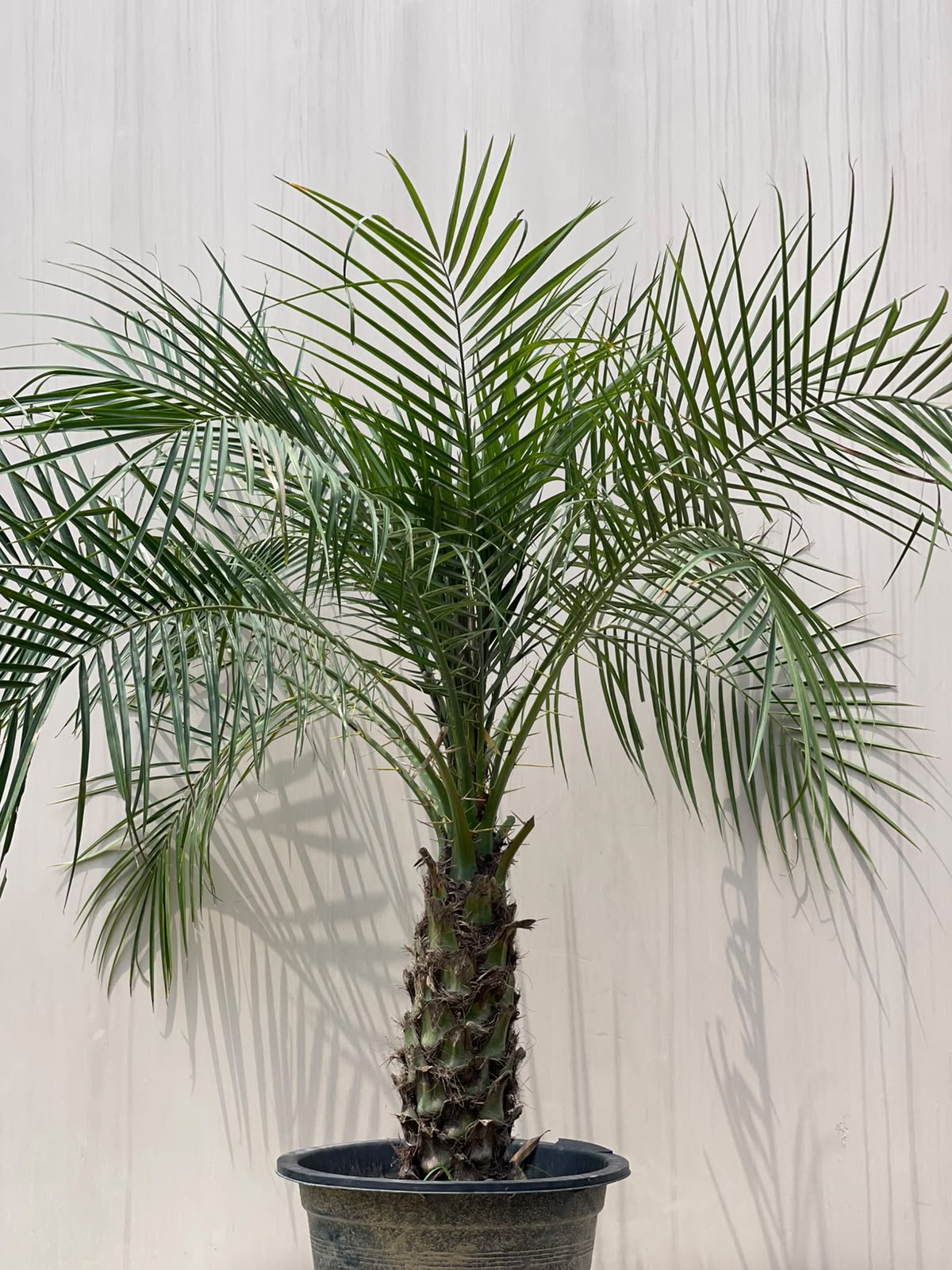 Deal 12 - Palm & Croton Bundle