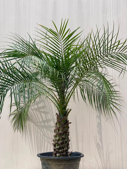 Deal 12 - Palm & Croton Bundle