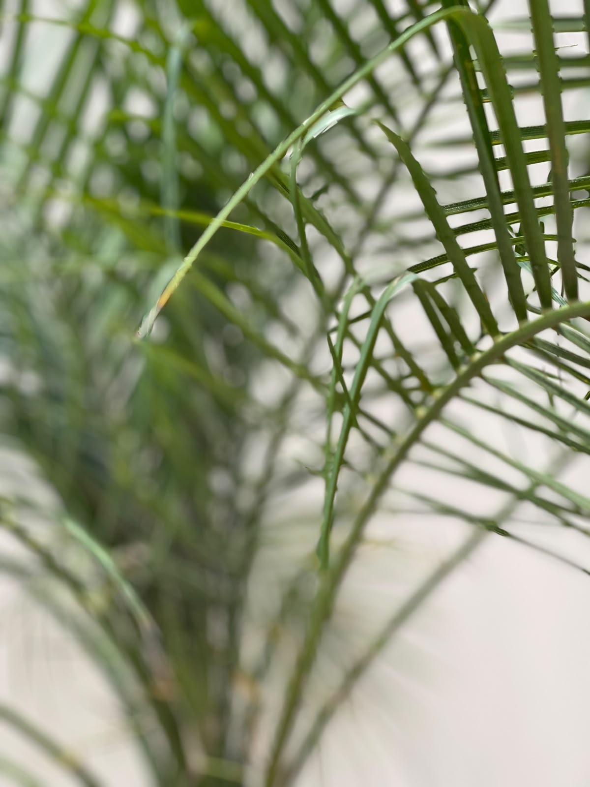 Fonex Palm Tree (Pygmy Date Palm), photo 2