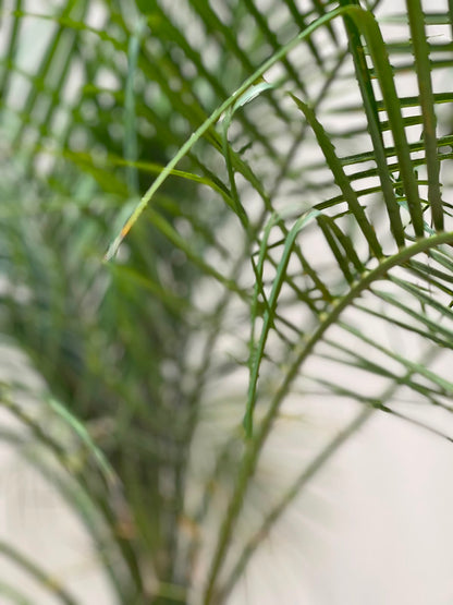 Fonex Palm Tree (Pygmy Date Palm), photo 2