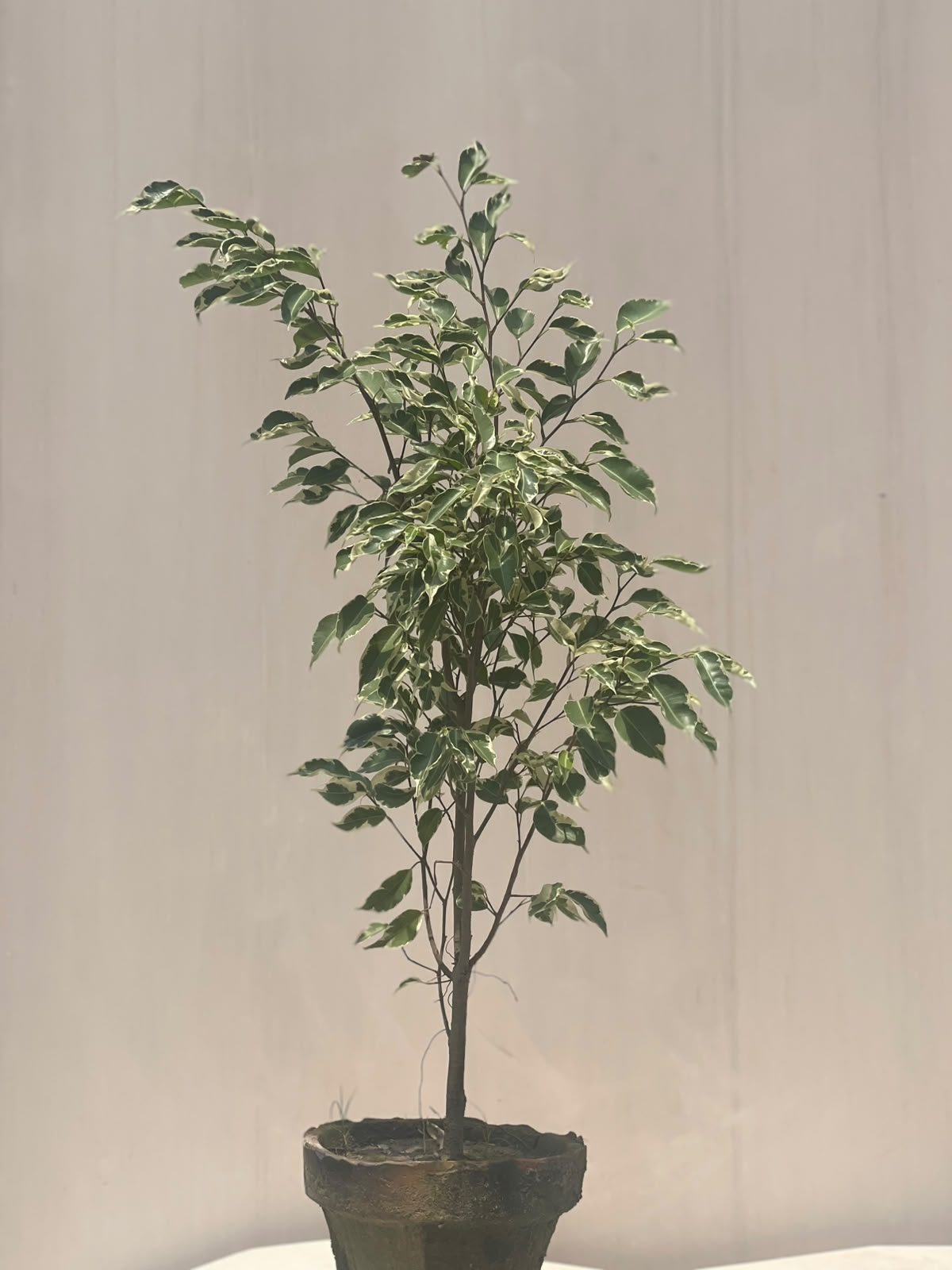 Starlight Ficus Plant (Variegated Ficus Bush), photo 2