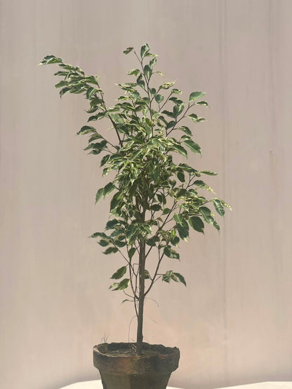 Starlight Ficus Plant (Variegated Ficus Bush), photo 2