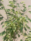 Starlight Ficus Plant (Variegated Ficus Bush)