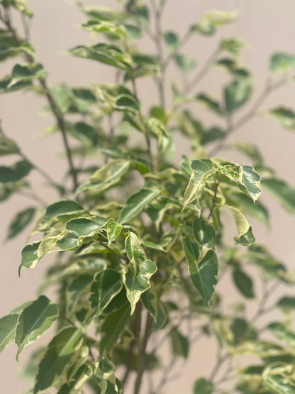 Deal 23 - Garden Foliage & Flowers Bundle