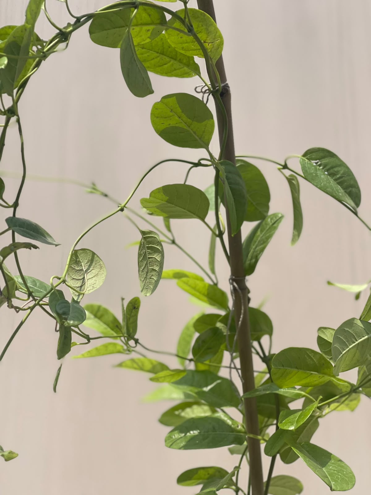 Allamanda Plant (Golden Trumpet), photo 5