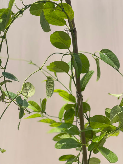 Allamanda Plant (Golden Trumpet), photo 5