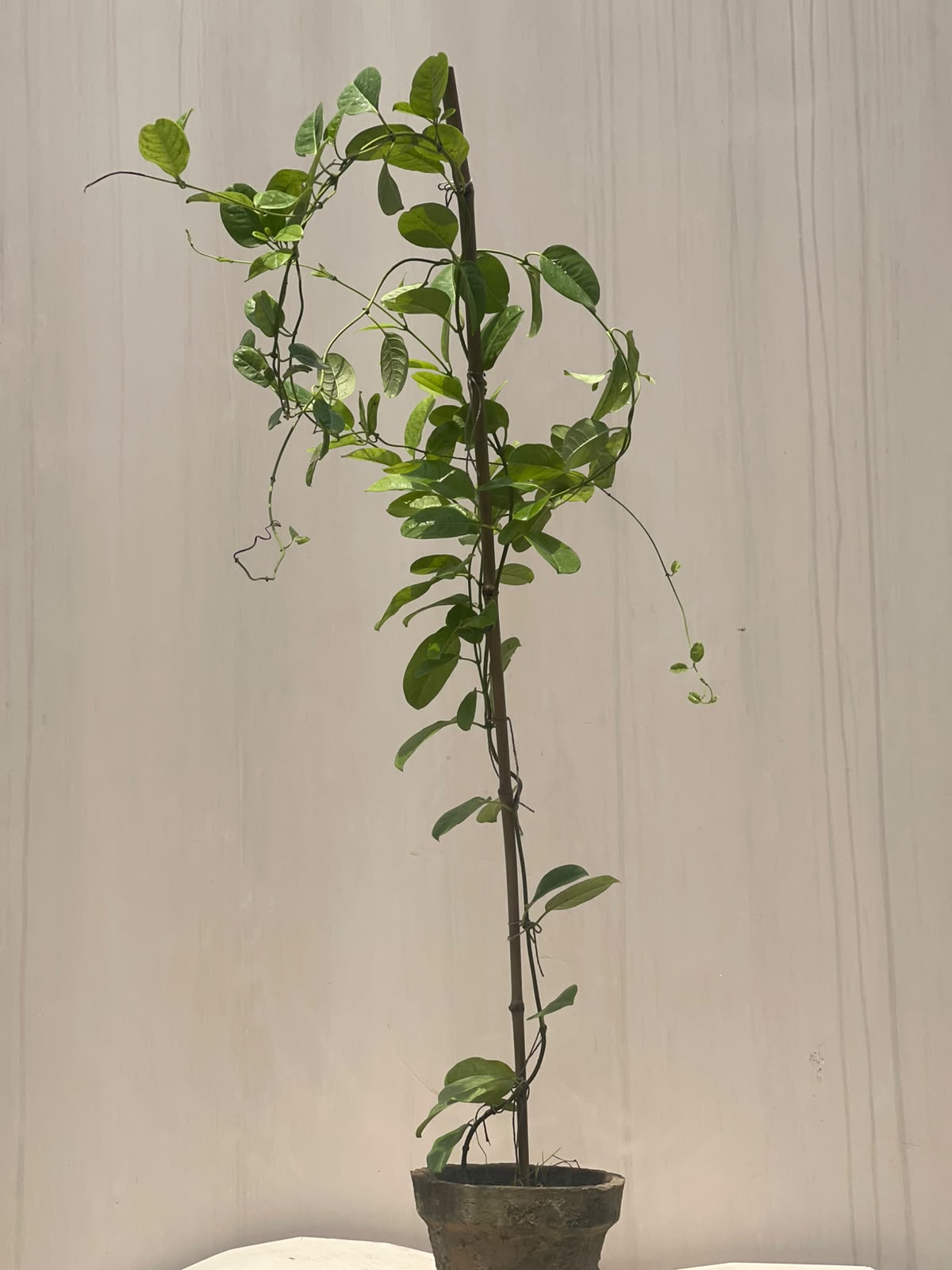 Allamanda Plant (Golden Trumpet), photo 4