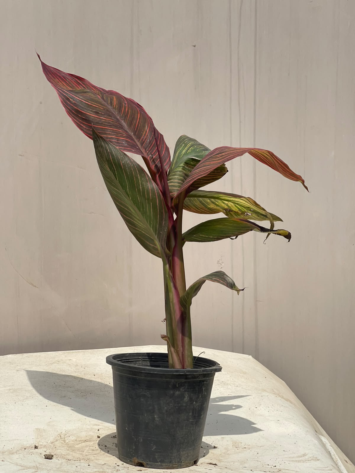 Canna Flower Plant (Bronze Canna Lily), photo 2