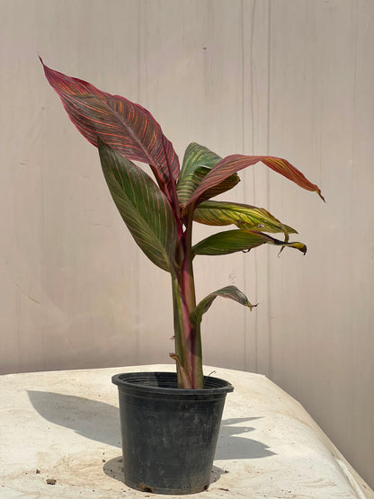 Canna Flower Plant (Bronze Canna Lily), photo 2