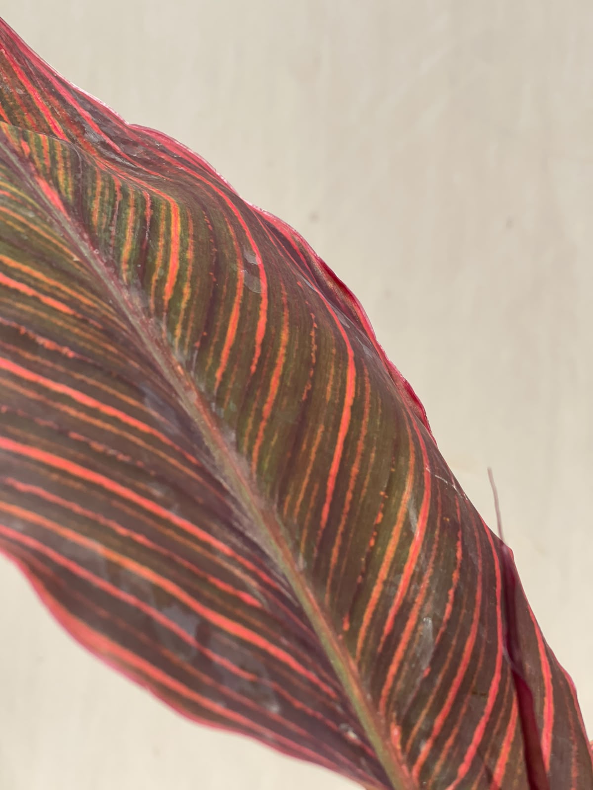 Canna Flower Plant (Bronze Canna Lily), photo 3