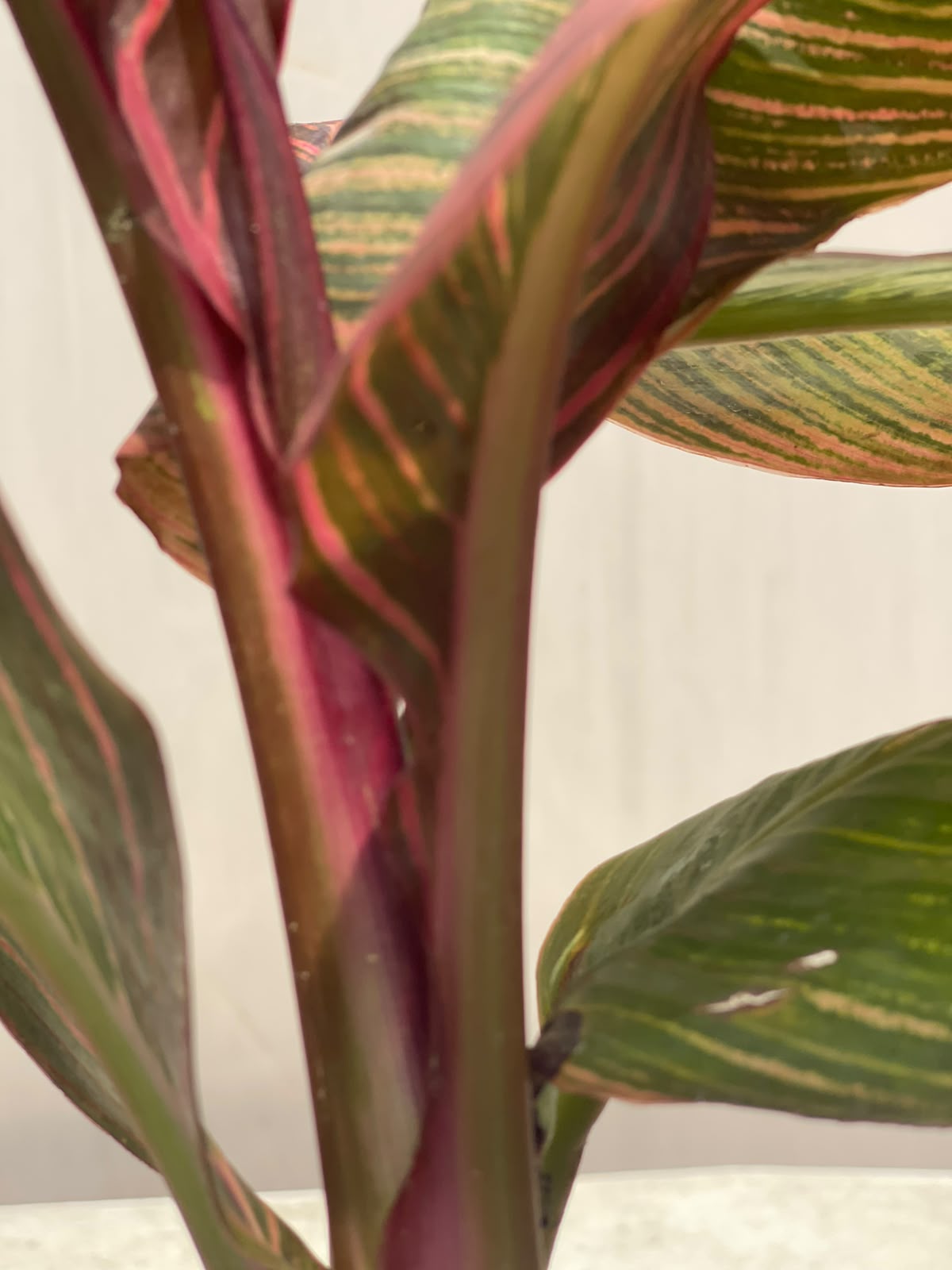 Canna Flower Plant (Bronze Canna Lily), photo 5