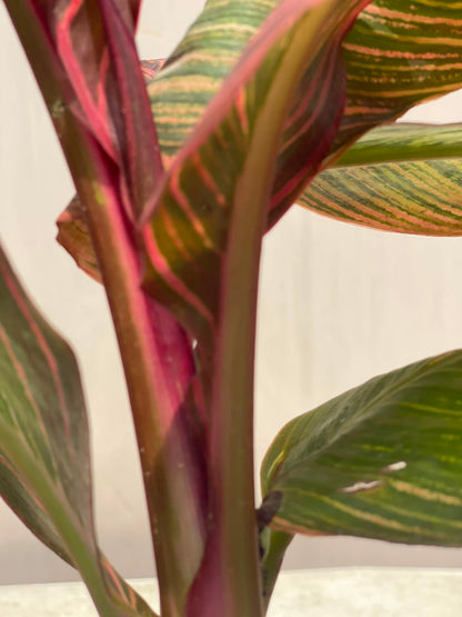 Canna Flower Plant (Bronze Canna Lily), photo 5
