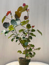 Cotton Flower Plant (Variegated Hibiscus Tiliaceus)