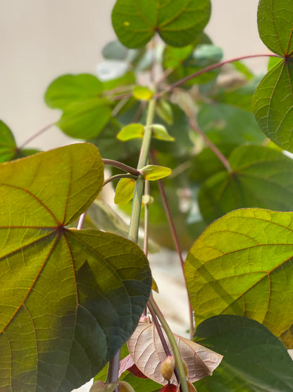 Cotton Flower Plant (Variegated Hibiscus Tiliaceus), photo 2