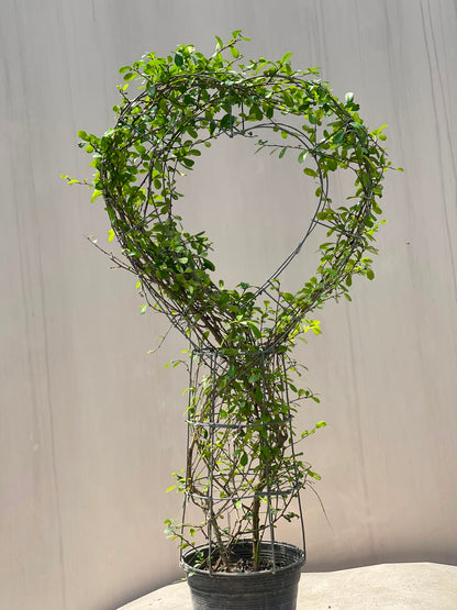 Buxus Heart Plant (Live Boxwood Heart), photo 2