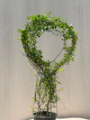 Buxus Heart Plant (Live Boxwood Heart)