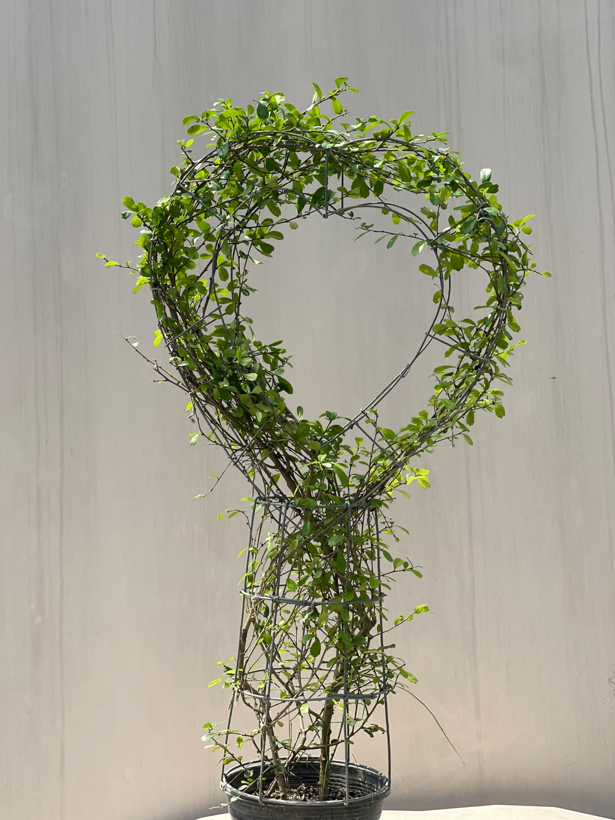 Buxus Heart Plant (Live Boxwood Heart)