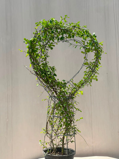 Buxus Heart Plant (Live Boxwood Heart)