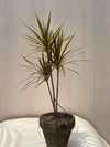 Dracaena Marginata Plant (Madagascar Dragon Tree), photo 3