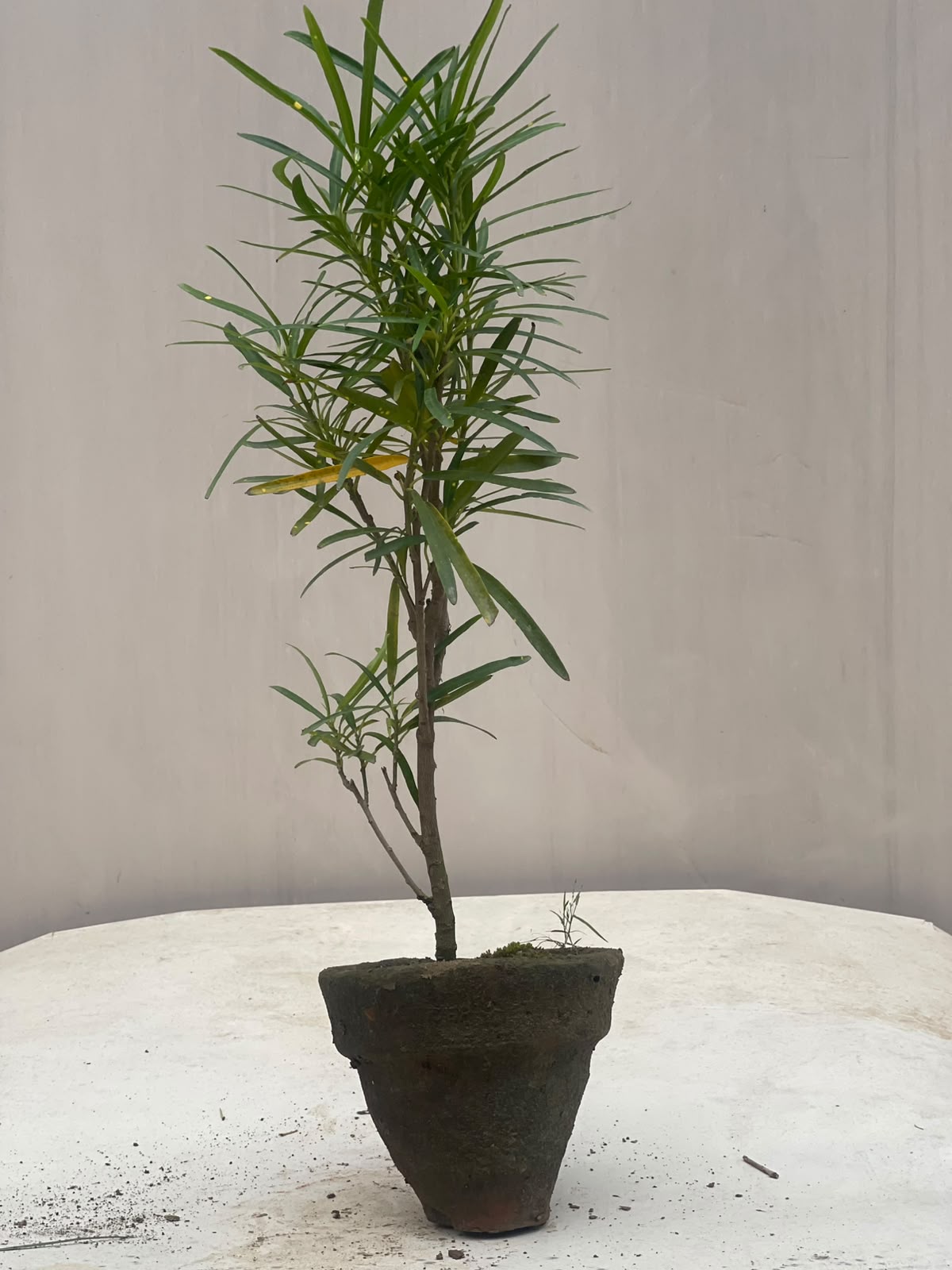 Bareek Pata Croton Plant (Thin-Leaf Croton)