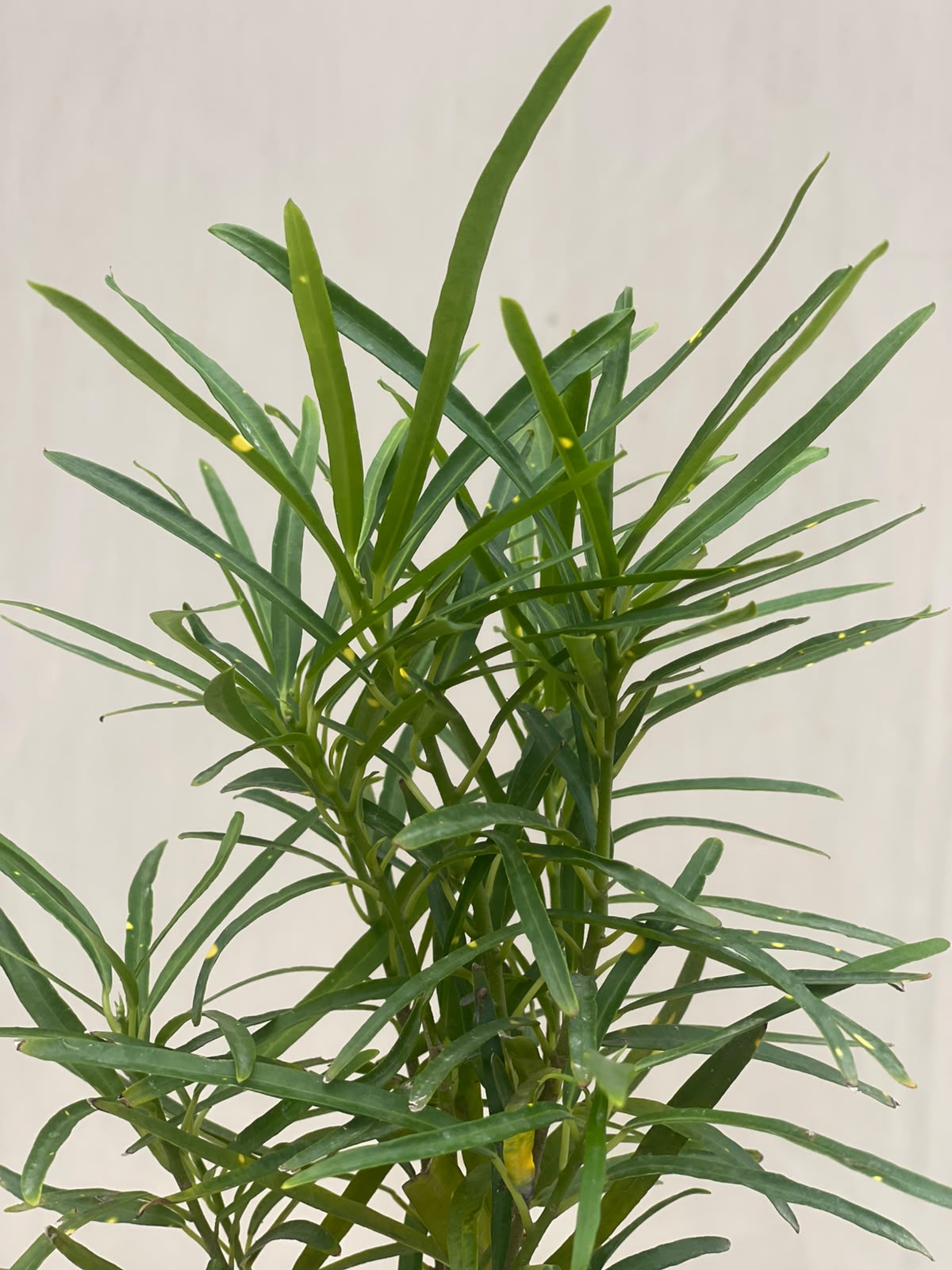 Bareek Pata Croton Plant (Thin-Leaf Croton), photo 2