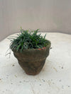 Black Grass Plant (Black Mondo Grass)