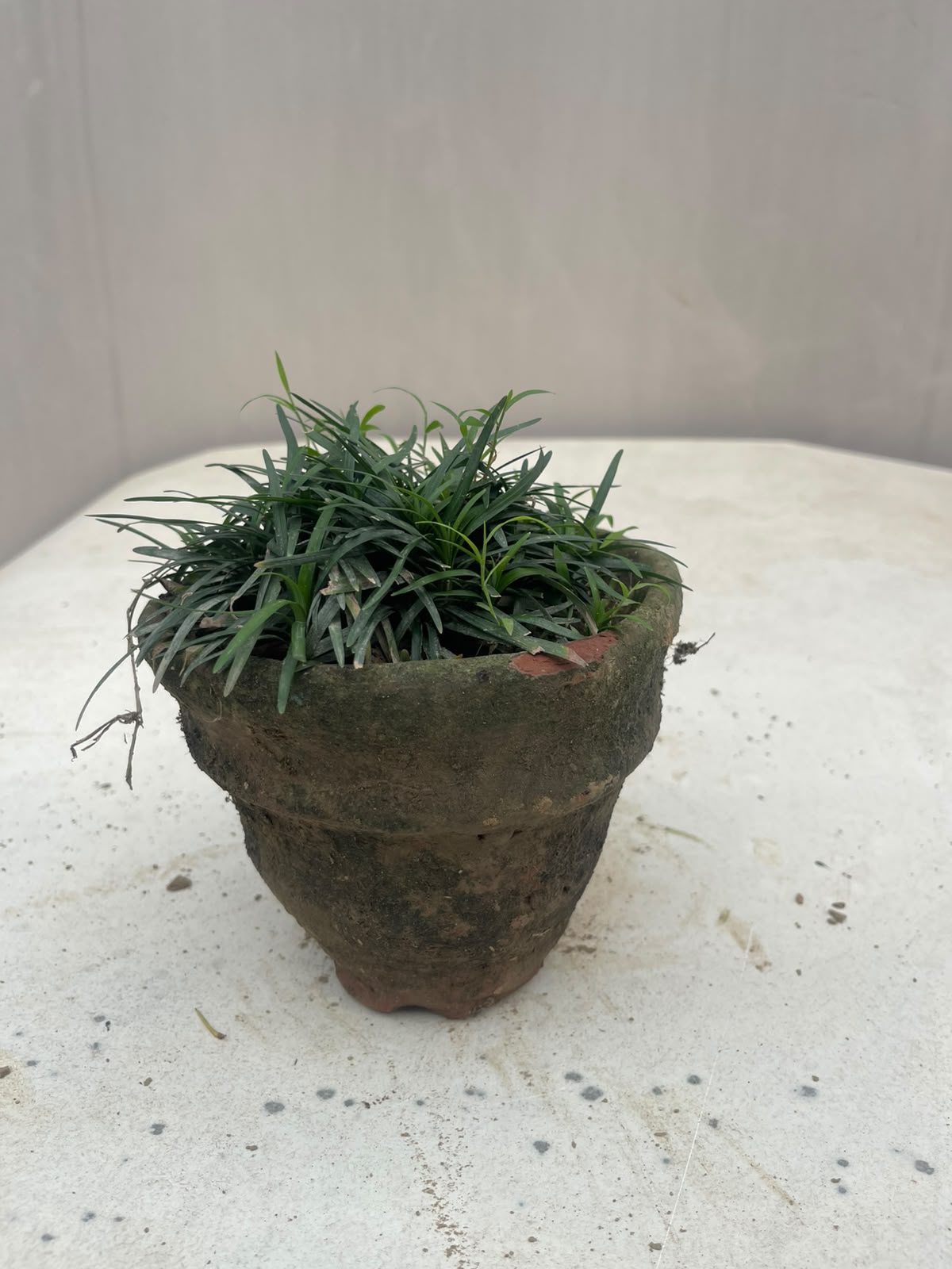 Black Grass Plant (Black Mondo Grass)