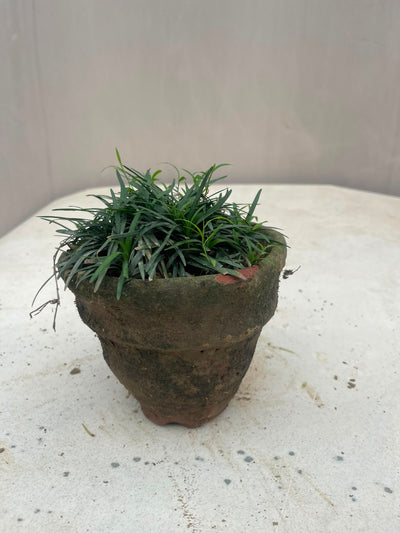 Black Grass Plant (Black Mondo Grass)