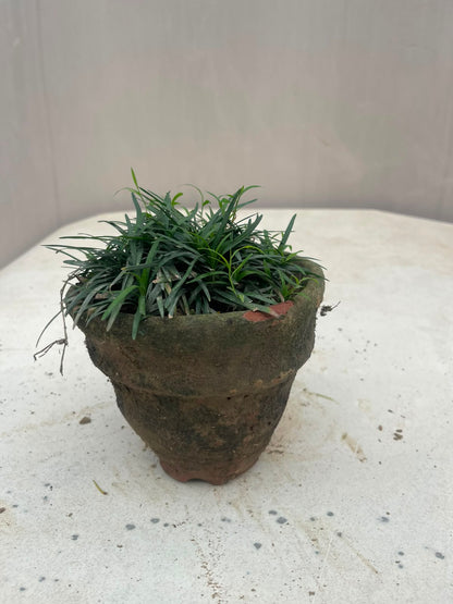 Black Grass Plant (Black Mondo Grass)