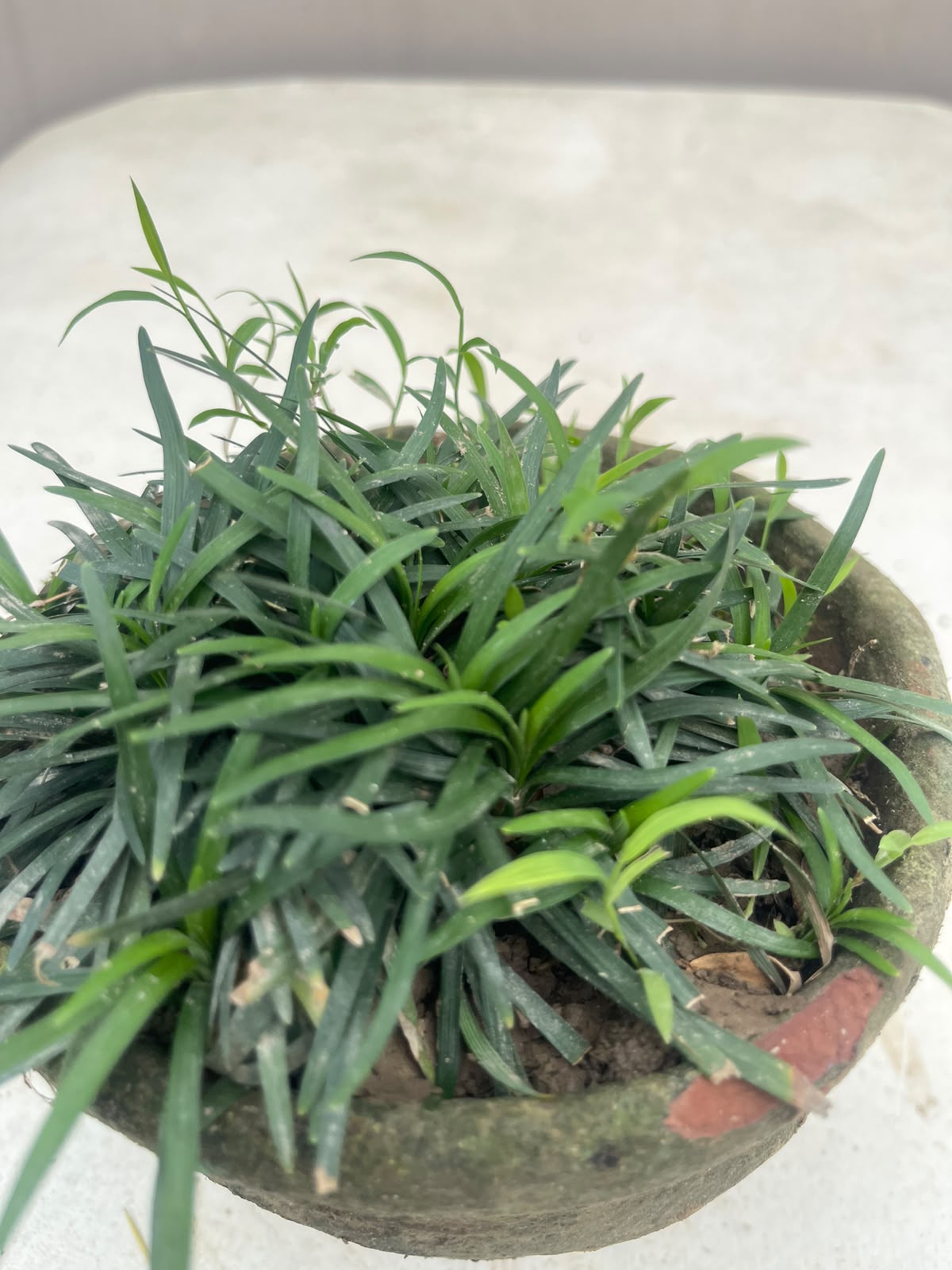 Black Grass Plant (Black Mondo Grass), photo 2